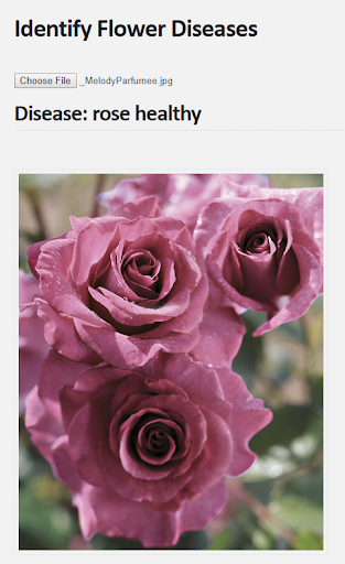 rose healthy test